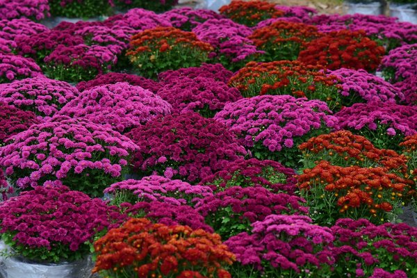 Top 10 statues indiennes pour une décoration symbolique